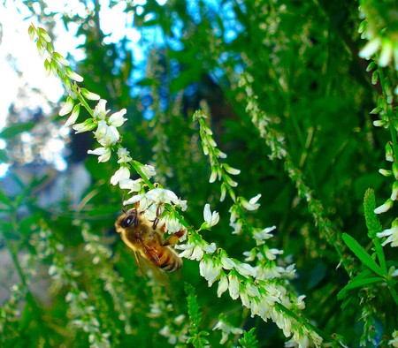A bee collecting pollen from a Sweet White Clover plantの写真素材