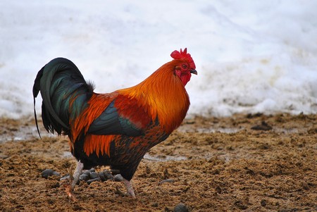 A barnyard rooster in the winter