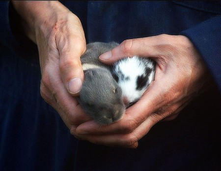 Caring hands of an animal sanctuary person,holding baby rabbits.の写真素材