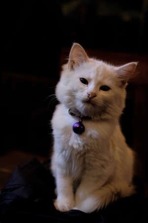 Adorable Cat White color with Black eyes, Sitting and looking in Camera on Isolated Black Background, front viewの写真素材
