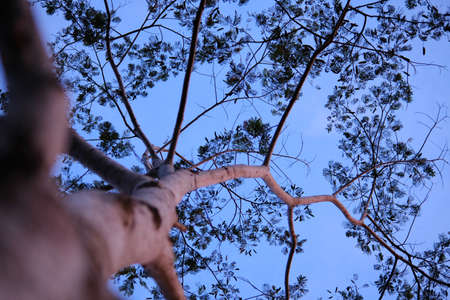 photo up to the tree top shot from belowの写真素材