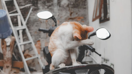 A cute little kitten is cleaning its cheeksの写真素材