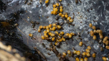 Sugarbag bee eggs ready to hatchの写真素材