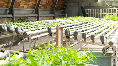 Hydroponic garden that contains fresh vegetables