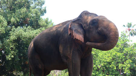 Sumatran elephants with the Latin name Elephas maximus sumatrensisの写真素材