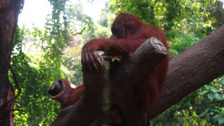 Orangutan in Sumatra, Indonesia. 
rare animal from the borneo islandsの写真素材