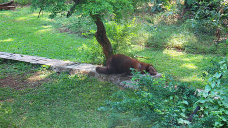 Orangutan in Sumatra, Indonesia. 
rare animal from the borneo islandsの写真素材