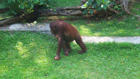 Orangutan in Sumatra, Indonesia. 
rare animal from the borneo islandsの写真素材