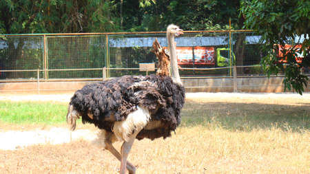 Ostrich or Latin name Struthio camelus , burung onta indonesian nameの写真素材