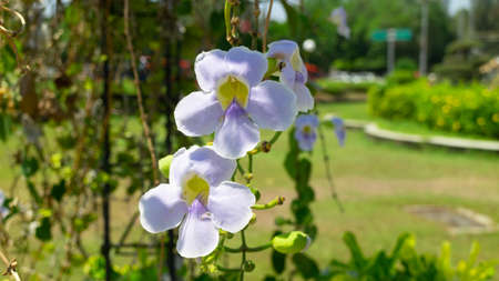 Phalaenopsis amabilis white color, Bunga Anggrek Bulan named in Indonesia, location on parkの写真素材