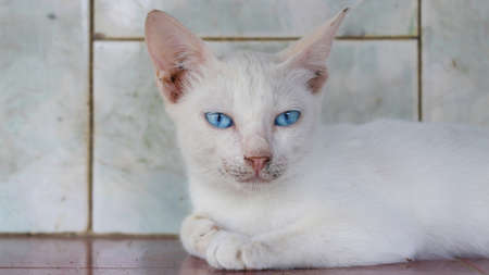 white cat with blue eyesの写真素材