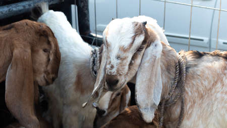 group of kids goats on top carの写真素材