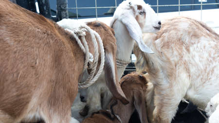 group of kids goats on top carの写真素材