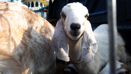 group of kids goats on top carの写真素材