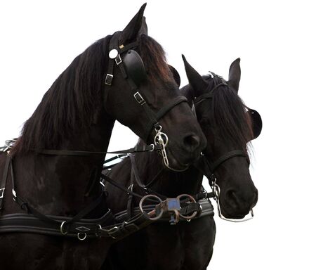 Black Horsesの写真素材