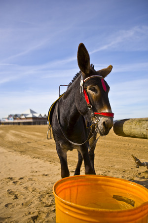 Donkey on Weston-Super-Mare beachの写真素材