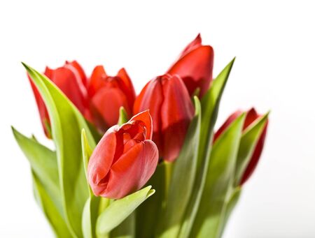 red tulipsの写真素材
