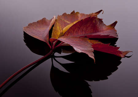 Autumn  Leaves