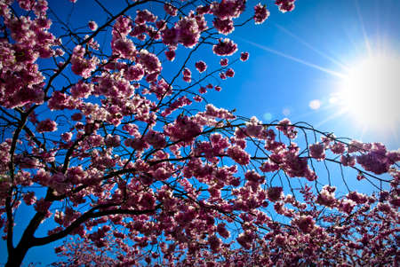 Cherry tree