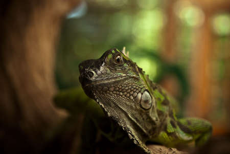 Closeup of an Iguana Lizard looking into the cameraの写真素材