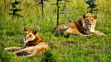 A male and a female lion resting in green grassの写真素材