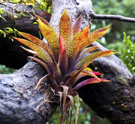 A bromelia growing on the side of a branchの写真素材