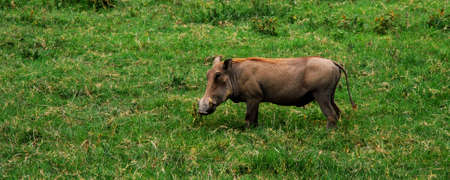 an african warthog standing in green grassの写真素材