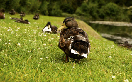 a duck on the bank of a pondの写真素材