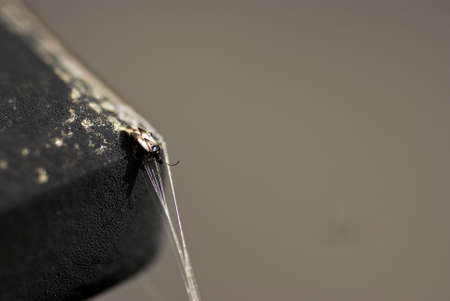 a bug walking out on a spider webbの写真素材