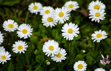 White and yellow daisies with green vegetation in the background