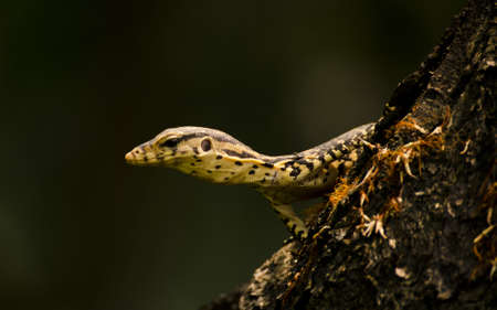 a monitor lizard looking from behind at treeの写真素材