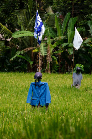 scarecrow dressed up in a jacket and helmet on  on a rice fieldの写真素材