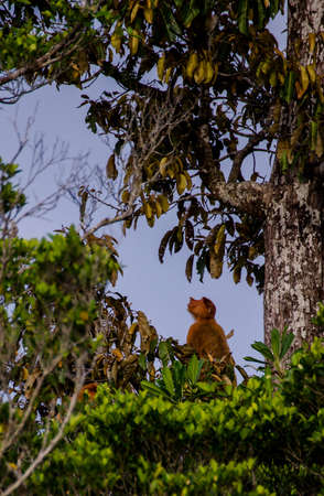 a proboscis monkey sitting in a tree in borneo