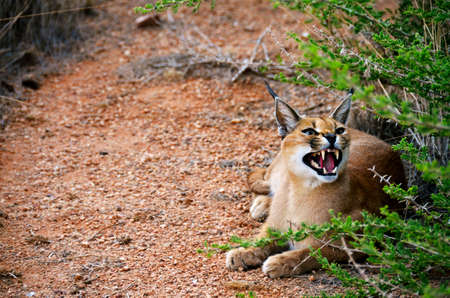 an african caracal cat in Namibia showing its teeth