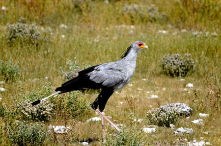 The Secretary Bird (Sagittarius serpentarius) is a very large, mostly terrestrial bird of prey. Endemic to Africa, it is usually found in the open grasslands and savannah of the sub-Saharan region.の写真素材