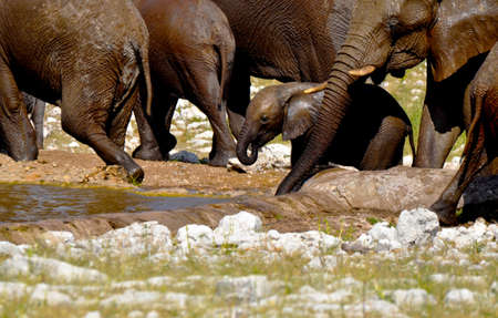 An African baby elephant drinking water at a waterhole in Etosha National Park in Namibiaの写真素材