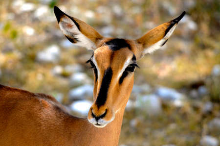 a close up of an antelope in southern africaの写真素材