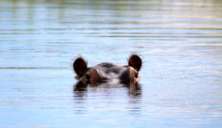 An african hippo in water looking with ears listeningの写真素材