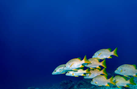 A group of Schoolmaster snapper in the blue waters of Bonaire in the Caribbean