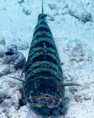 A Snad diver resting on the sandy bottom outside Bonaire in the Caribbeanの写真素材