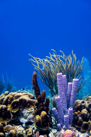 Corals in the tropical waters of Bonaire in the Caribbeanの写真素材