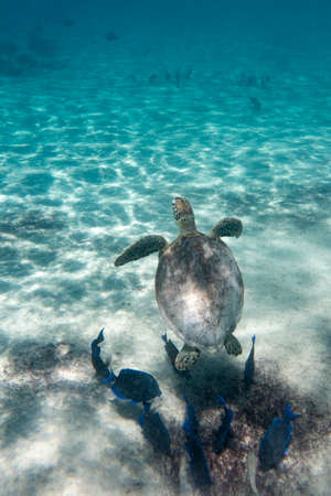 A green sea turtle in the tropical waters of Bonaire in the Caribbean