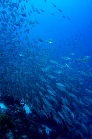 Schooling fish underwater of the island of  Bonaire in the Caribbean