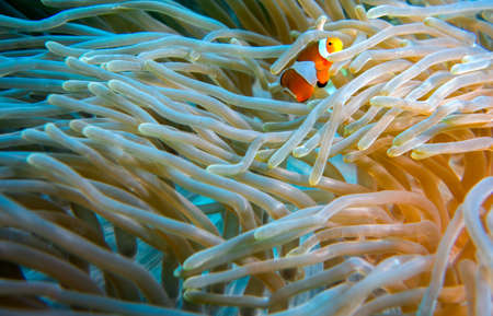 A colorfull Clown fish in a soft coralの写真素材