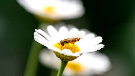 A bee sitting on a yellow and white flower collecting pollenの写真素材