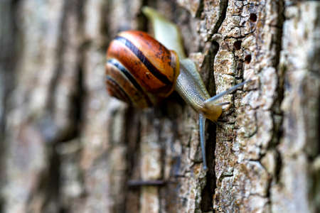 A snail with a colorful shell crawling on a treeの写真素材