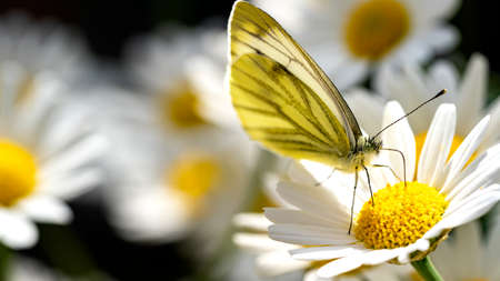 A Green-veined white butterfly sitting on a flower in summer sunshine