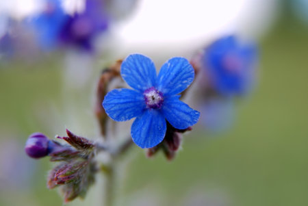 Flowers on green background. High quality photo.の写真素材