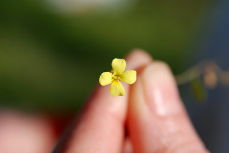 Flowers on green background. High quality photo.の写真素材