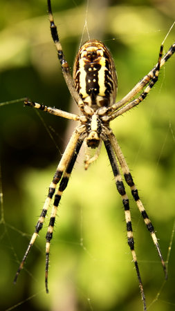 Spider on spiderweb. High quality photoの写真素材